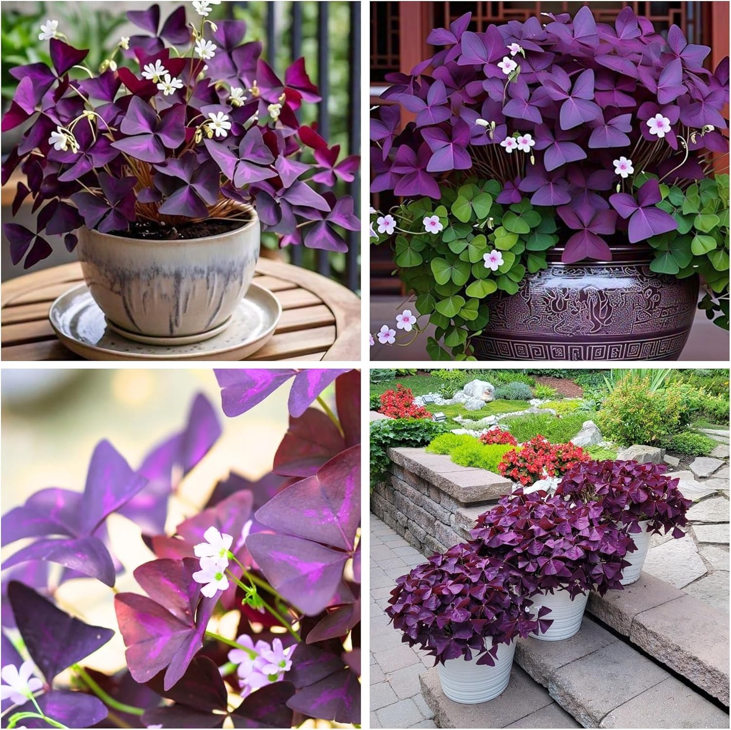 12+ Purple Shamrock Oxalis Bulbs – Easy Grow Indoor/Outdoor Good Luck Plant