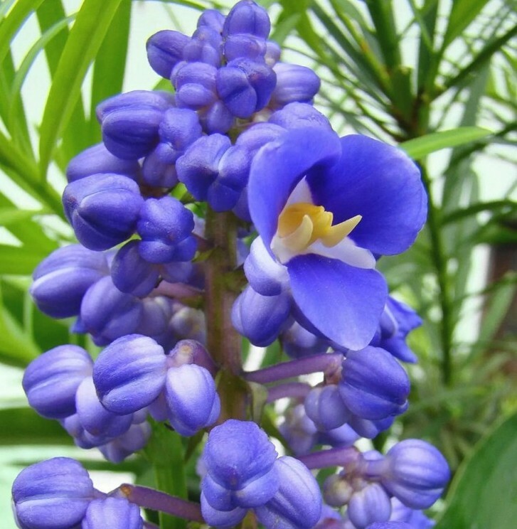 Hawaiian Blue (polu) Dichorisandra Thyrsiflora Ginger Plant Roots 1 Pack