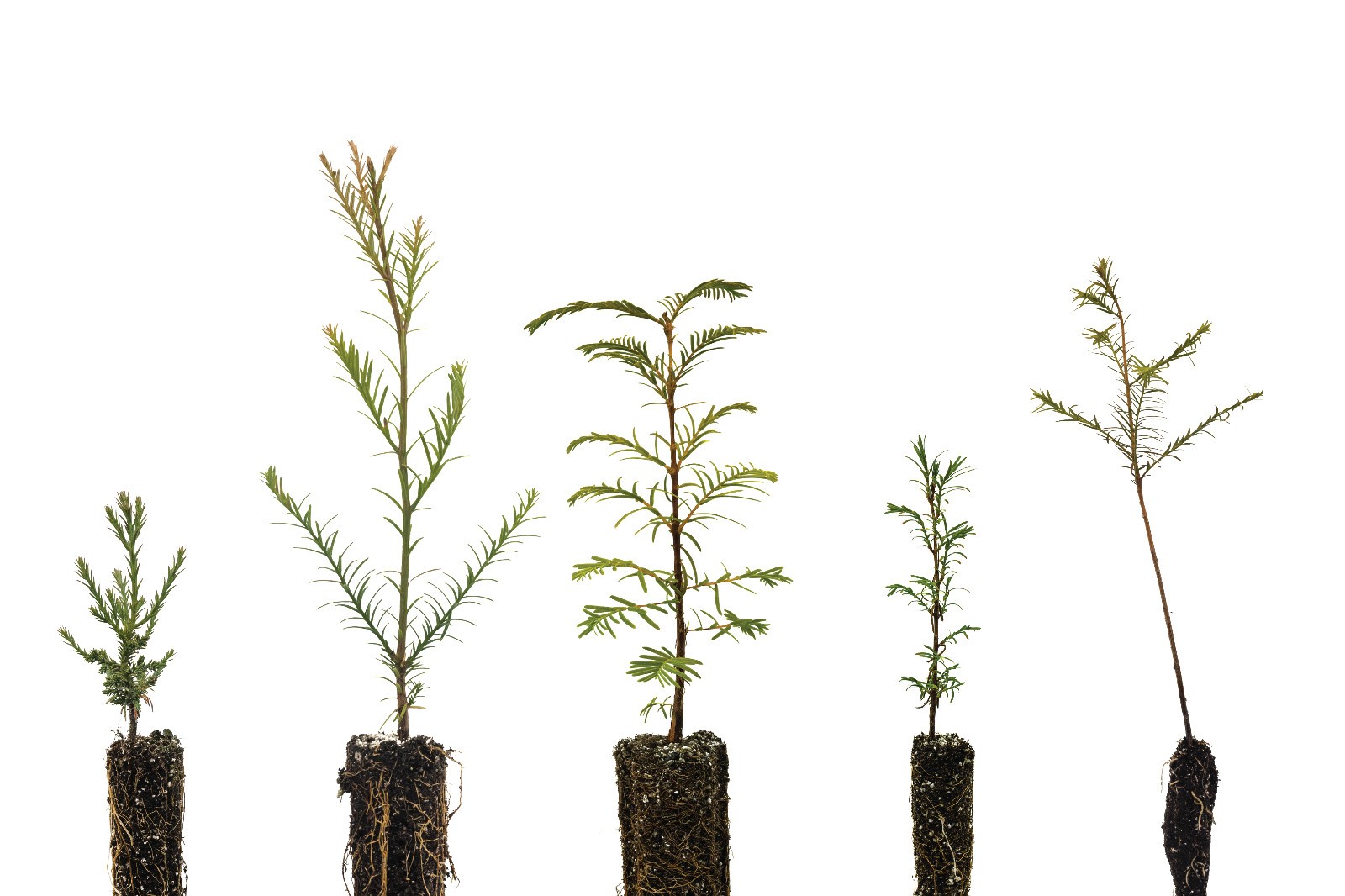 Redwoods of the World | Collection of 5 Tree Seedlings | The Jonsteen Company
