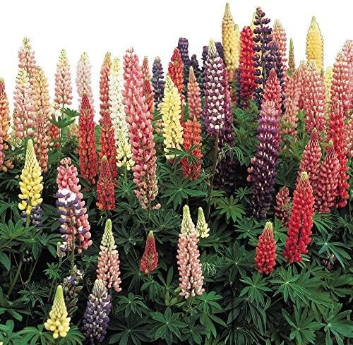 50+ Russell Lupine Mixed Colors Seeds ———– PERENNIAL