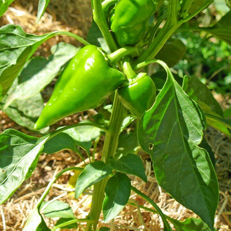 Pimento Pepper Seeds | Heirloom / Non-GMO | Free Shipping | Seed Store | 1019