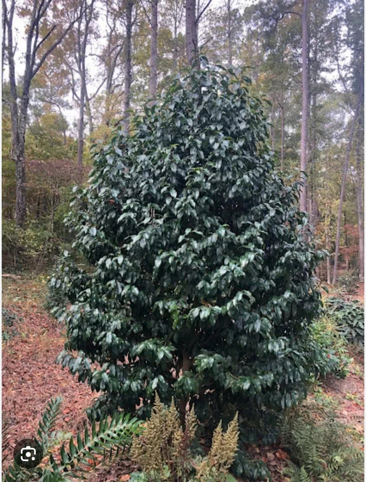 Stellar Ruby~Magnolia Hybrid Tree~SMALL STARTER PLANT-Ruby Banana Scented Blooms