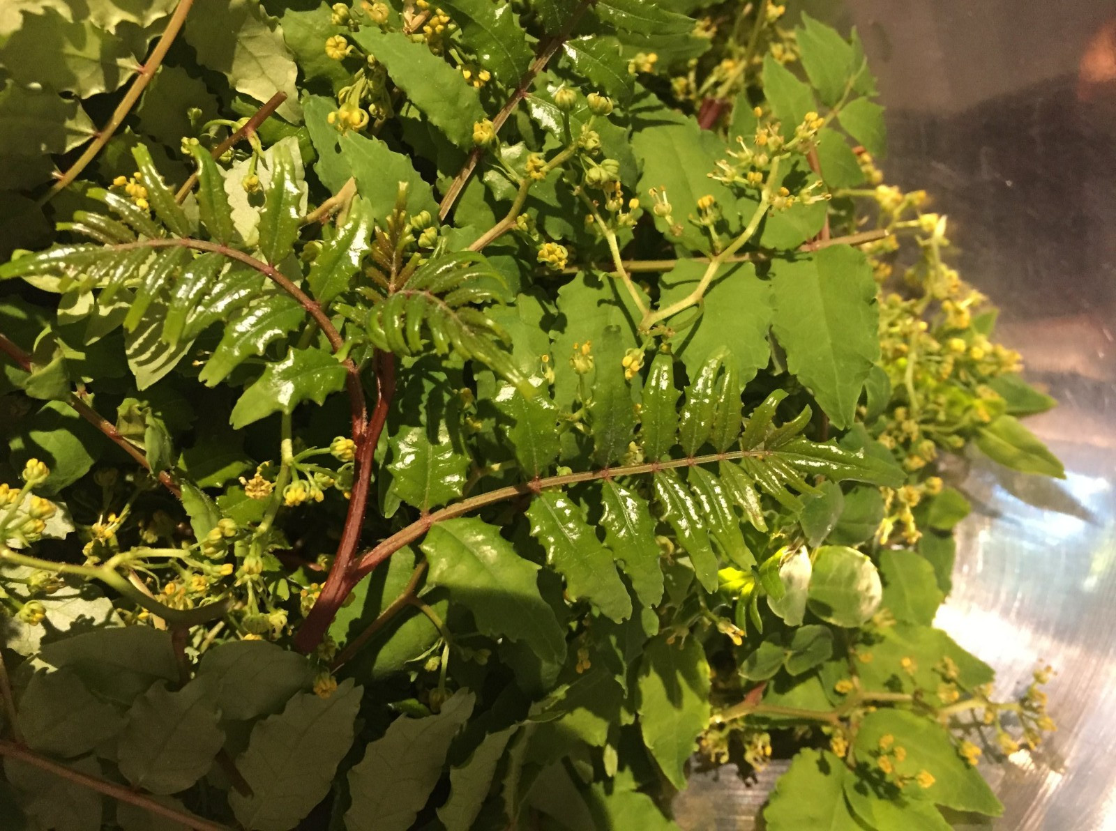 5 Seeds Sansho Very Rare Self Fertile ASAKURA Variety Zanthoxylum Piperitum