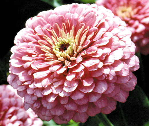 ZINNIA LUMINOSA PINK Zinnia Elegans – 1,000 Bulk Seeds