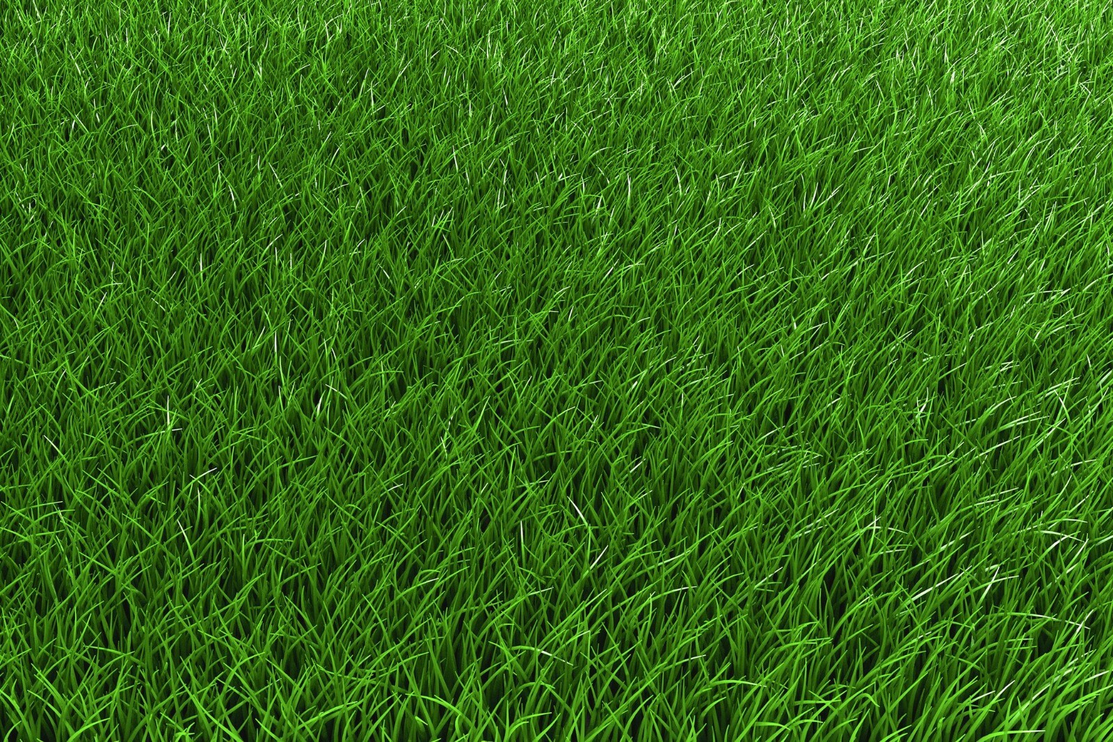 2 lb Low Grow Creeping Red Fescue Grass Seed Shade Tolerant Lawn Turf Fairway