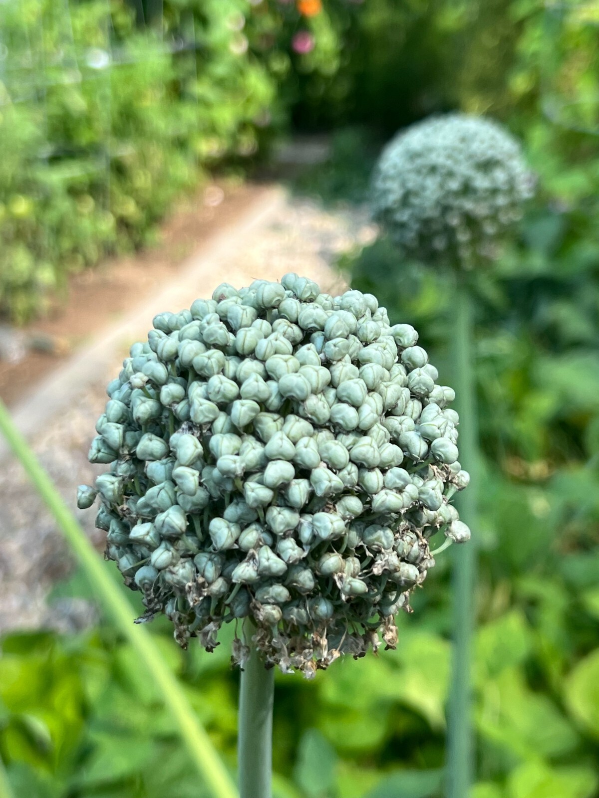 50 Count White Spanish Onion Seeds NON-GMO