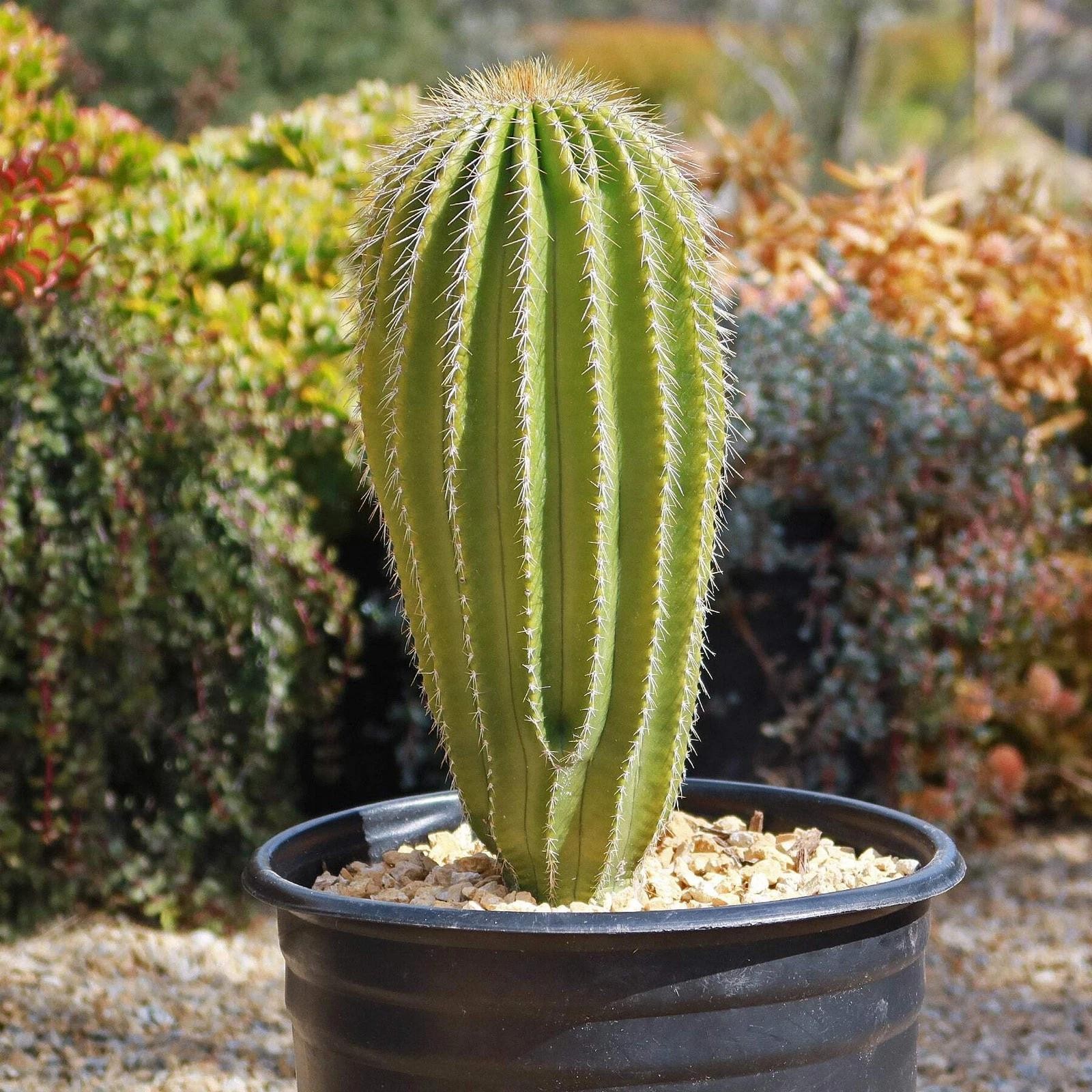 Neobuxbaumia polylopha Starter Plants Rare Columnar Cacti Succulent Live Plant