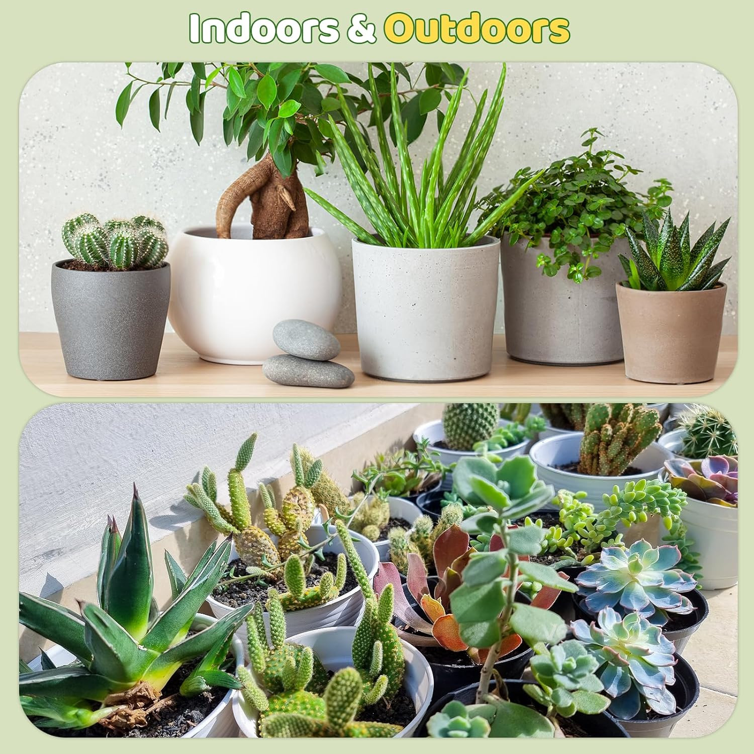 Cactus & Succulent Soil Mix 1Qt, Chunky Well-Draining Soil for Indoor Plants – S