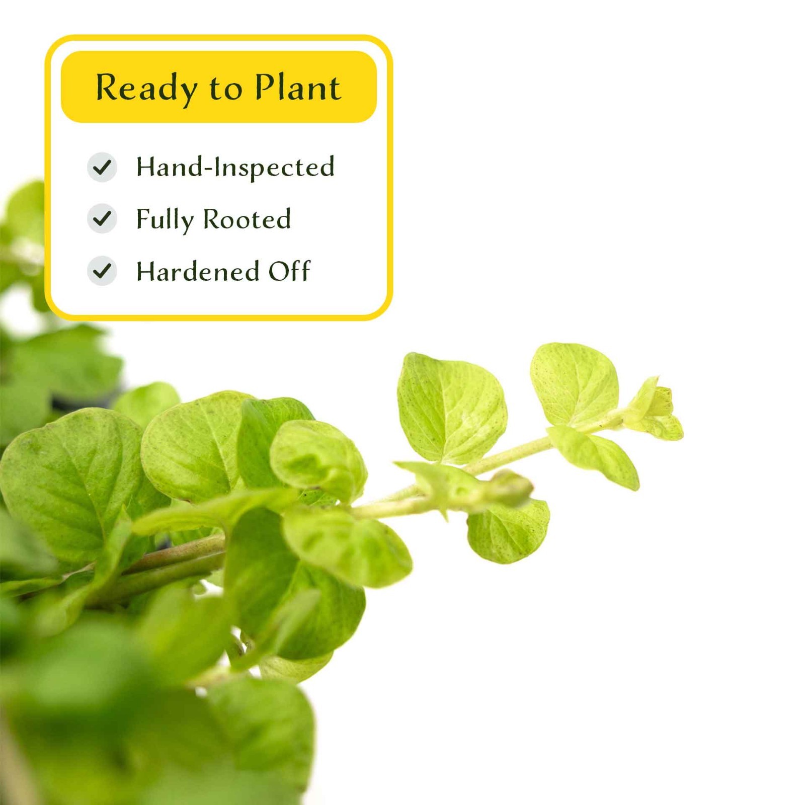 3 Yellow Moneywort Plants in 2.5” Cube, Golden Trailing Groundcover (Lysimachia)