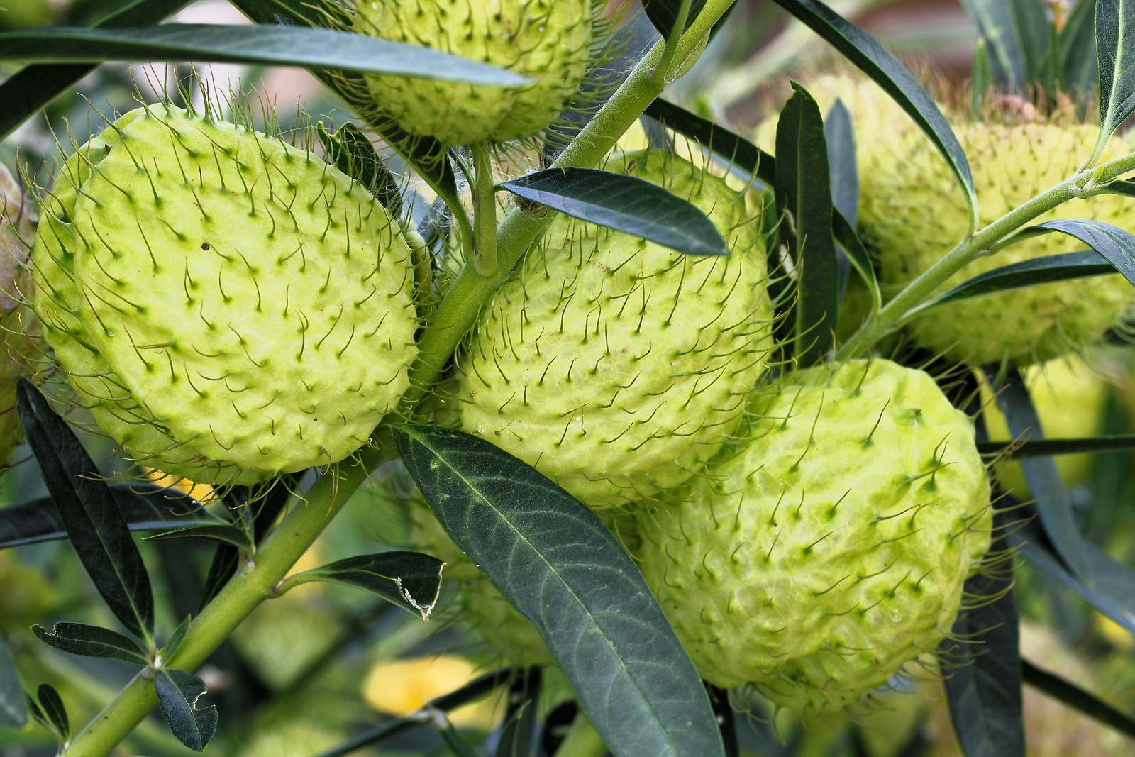 10 BALLOON MILKWEED Hairy Balls Butterfly Weed Asclepias Gomphocarpus Physocarpu