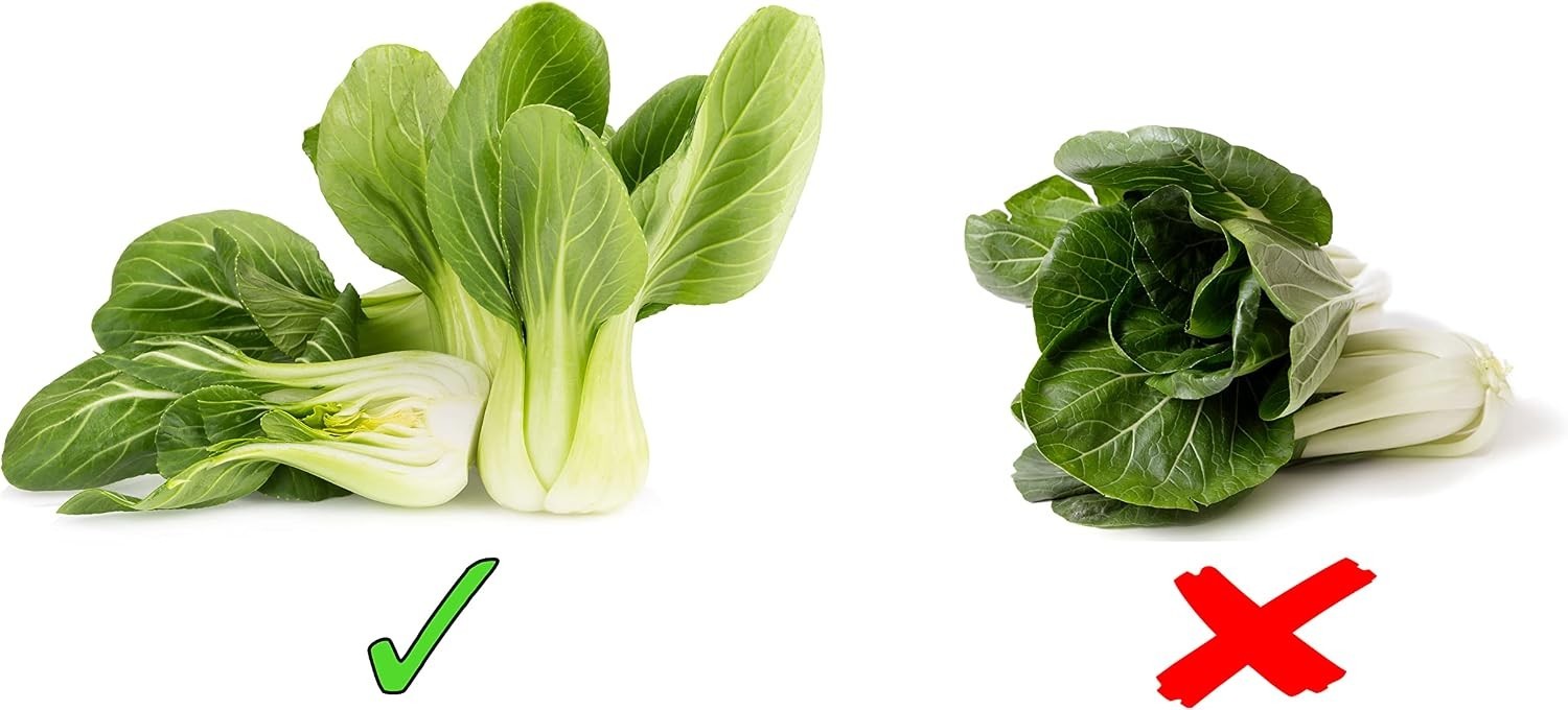 Pet-Friendly 1000 Count Baby Bok Choy Seeds – Heirloom Non-GMO for Easy Growing