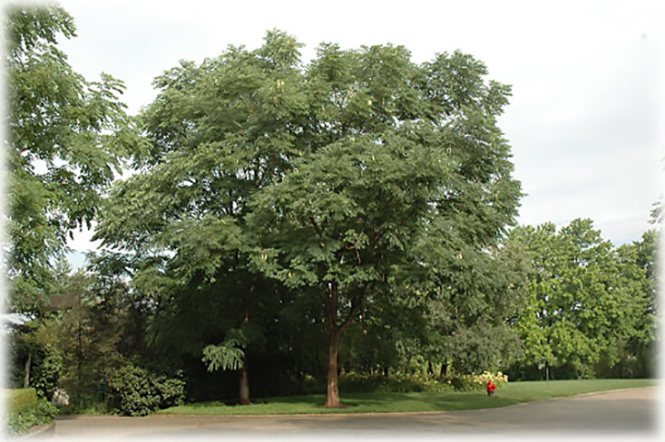Kentucky Coffee, Gymnocladus dioicus, Tree Seeds (Fast, Hardy, Fall Color)