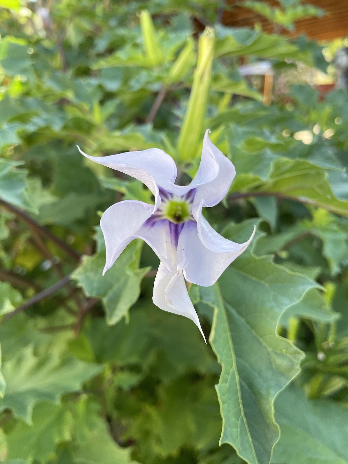 100+ Datura Stramonium (seeds)-Thorn apple, Jimsonweed,Devil’s Trumpet,Fragrant