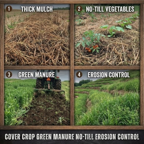 Old Cobblers Farm™ Wicked Tuff Turf Common Vetch Seed – Quick Green Cover