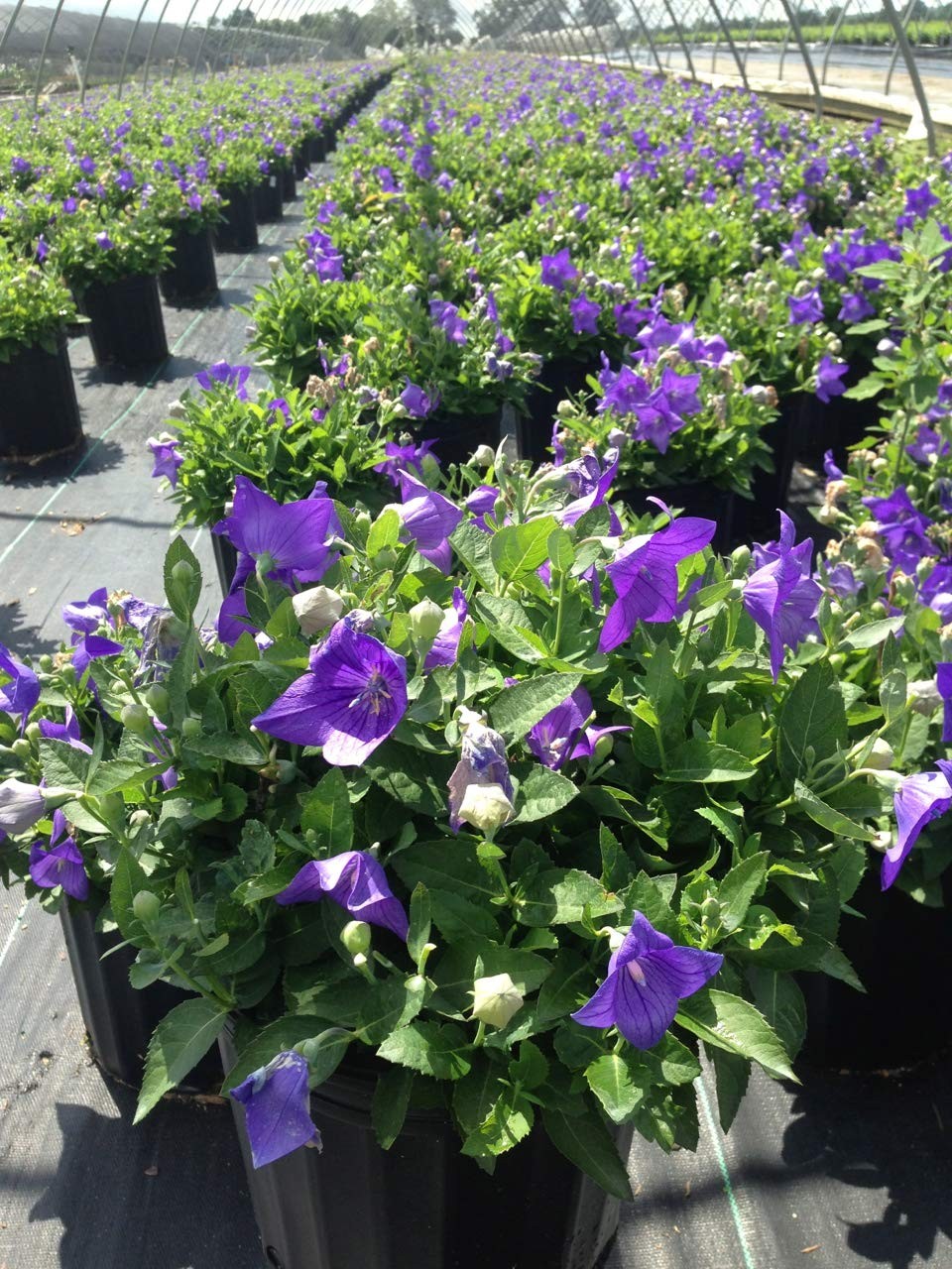 Blue Balloon Flower Perennial Platycodon Grandiflorus, 1Size Container