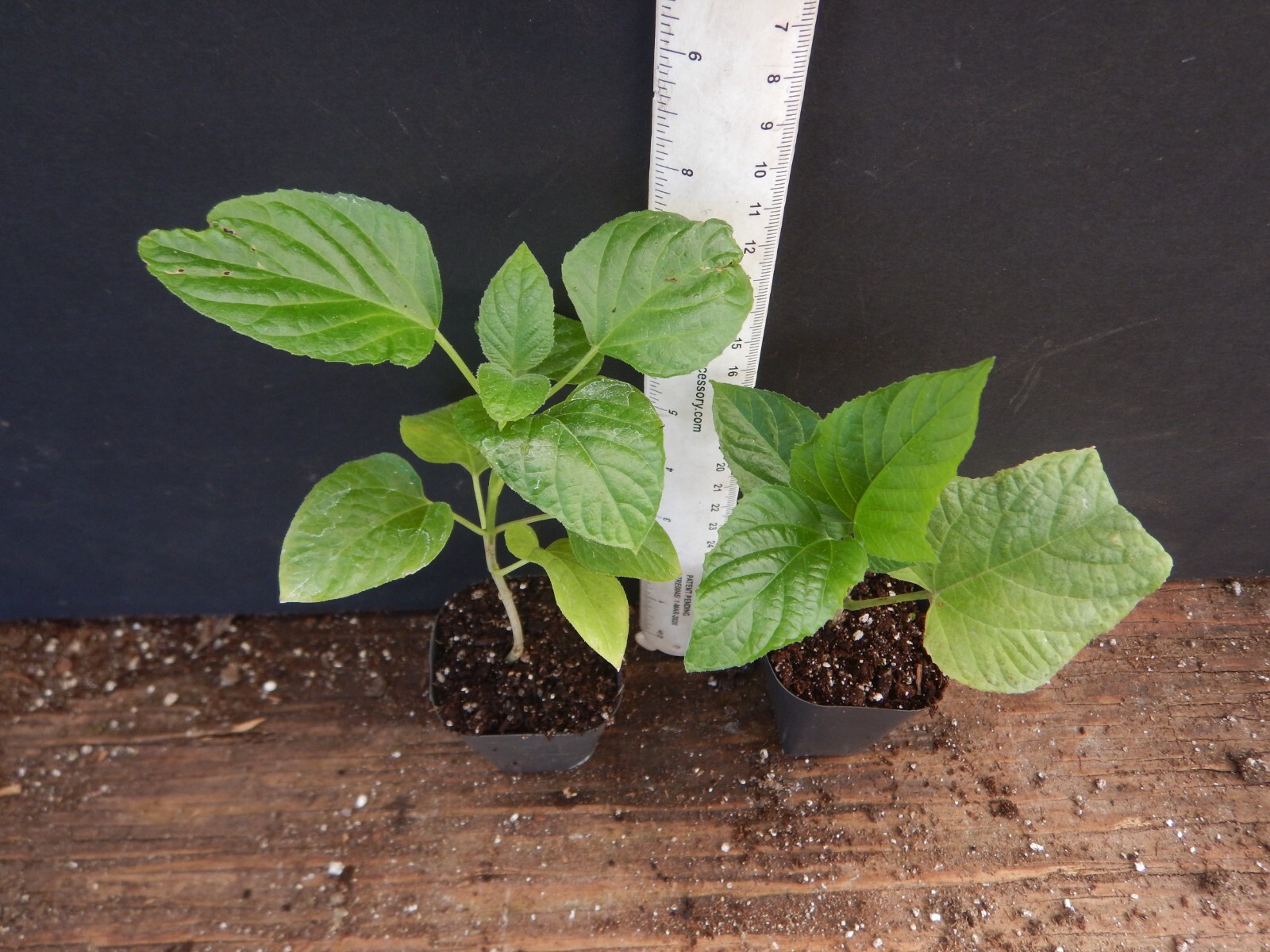 Orange Pagoda-Clerodendrum paniculatum-AKA Orange Pyramid Tower–STARTER PLANT