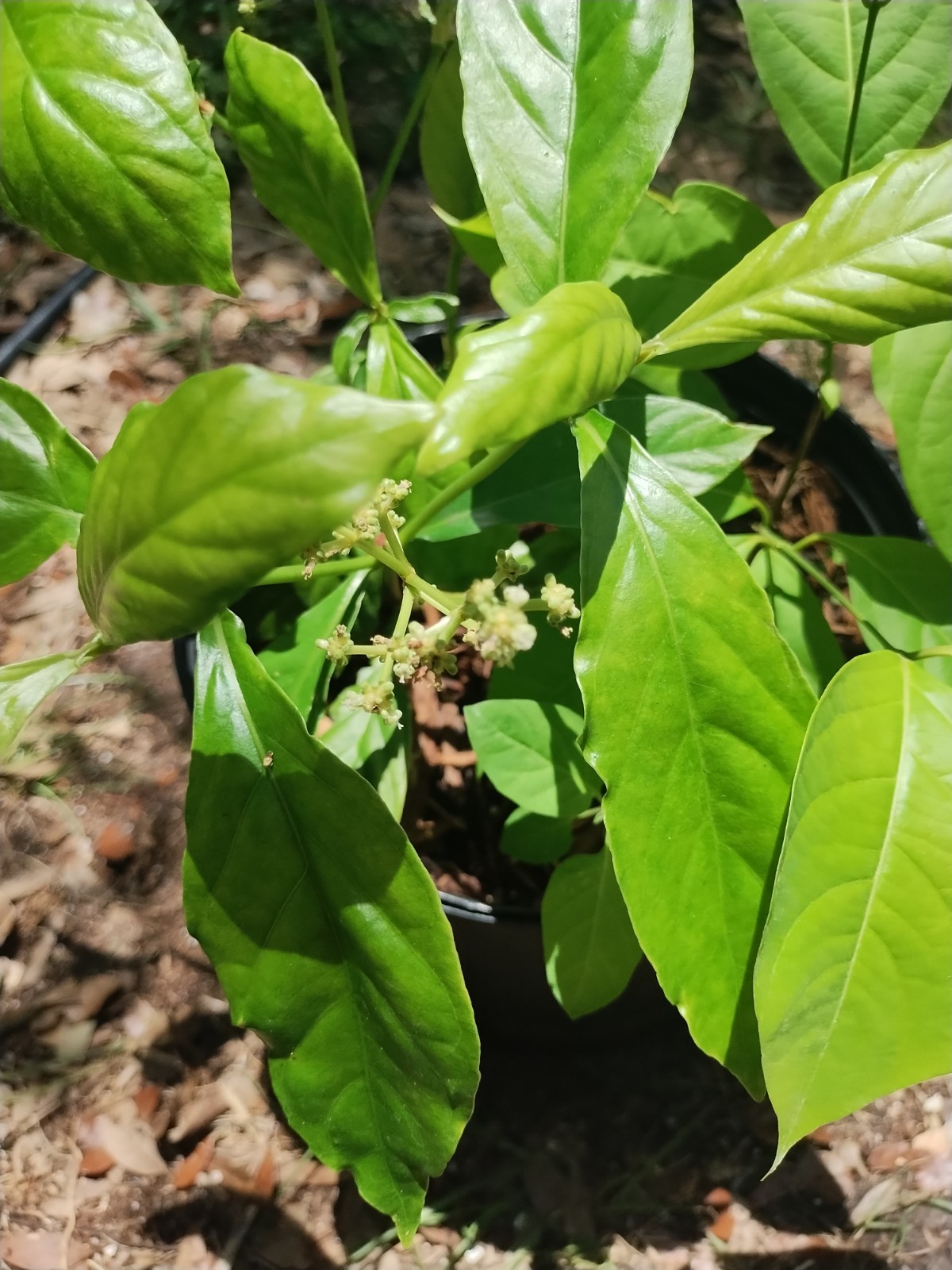 2 Plant Combo South American Psychotria V. And B. Caapi Plant In Same Pot # 1