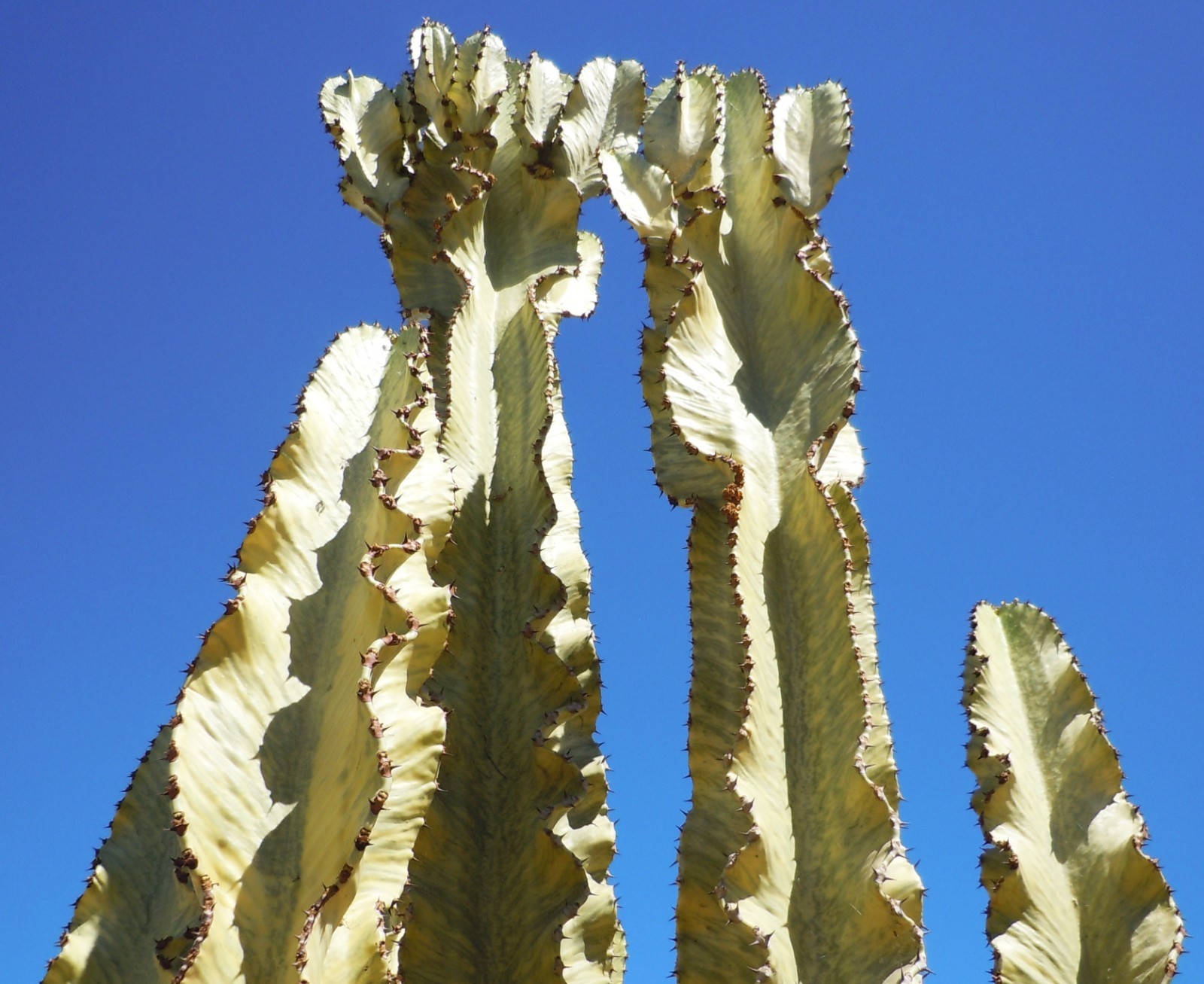 Live Succulent Cuttings – Euphorbia Ammak Desert Cactus (6 inches)
