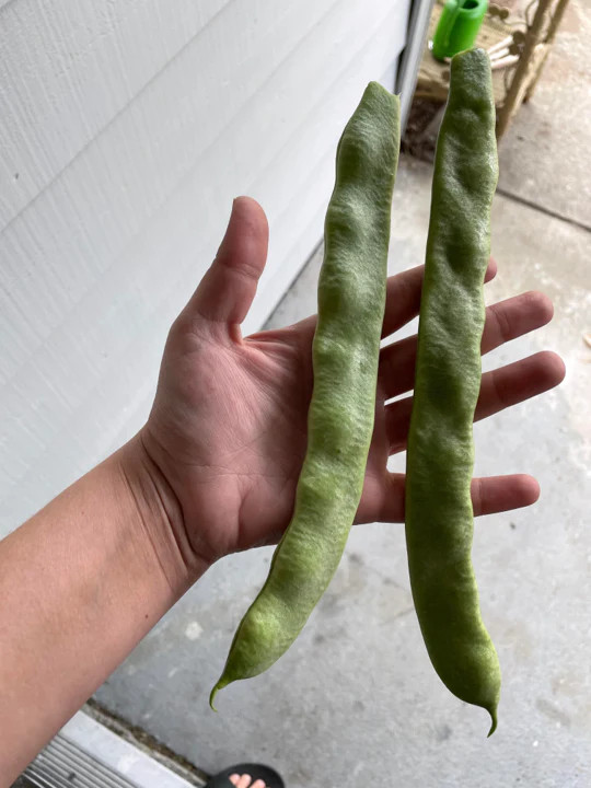 Qing Bian Romano Bean Seeds | Heirloom Pole Beans Flat Italian Roma II Seed 2023