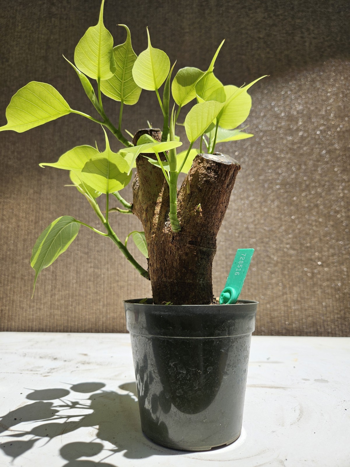Ficus religiosa ( Sacred fig – Cây Bồ Đề) Bonsai Tree,,,, sale