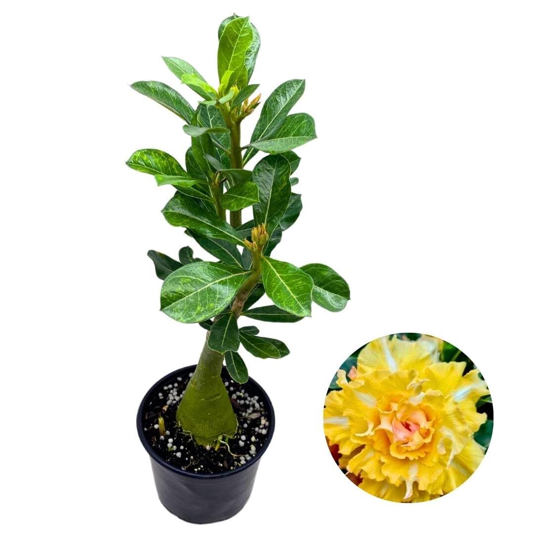BubbleBlooms Desert Rose Golden Temple 5 inch Pot Yellow and White Variegated Ex