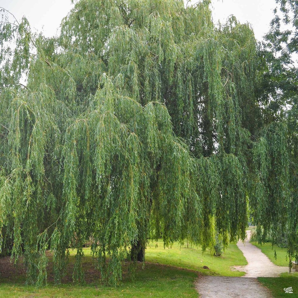 20 Weeping Willow Unrooted Cuttings. Fast growing shade tree. Free Shipping!