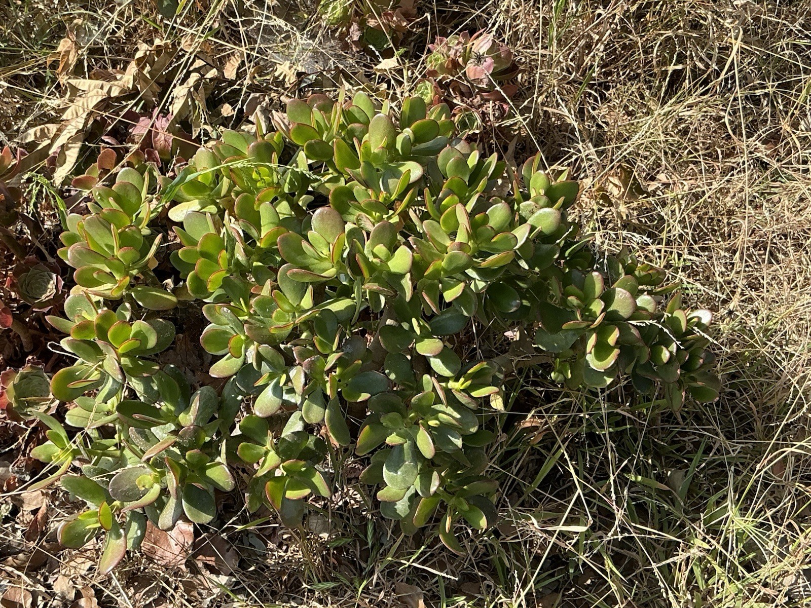 healthy jade plant with roots, Around 16” To 17” tall, rooted