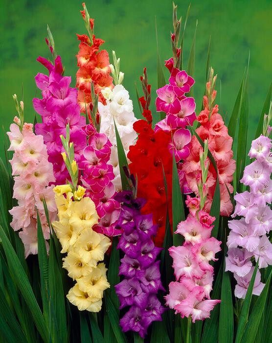Gladiolus Large Flowering ‘Rainbow Mixture’ 4 Bulbs Size 10/12 cm