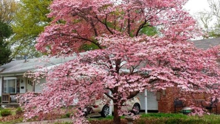 Dogwoods Tree Pink Adaptables To Various Garden Live Plant 10-16″ Tall Quart Pot