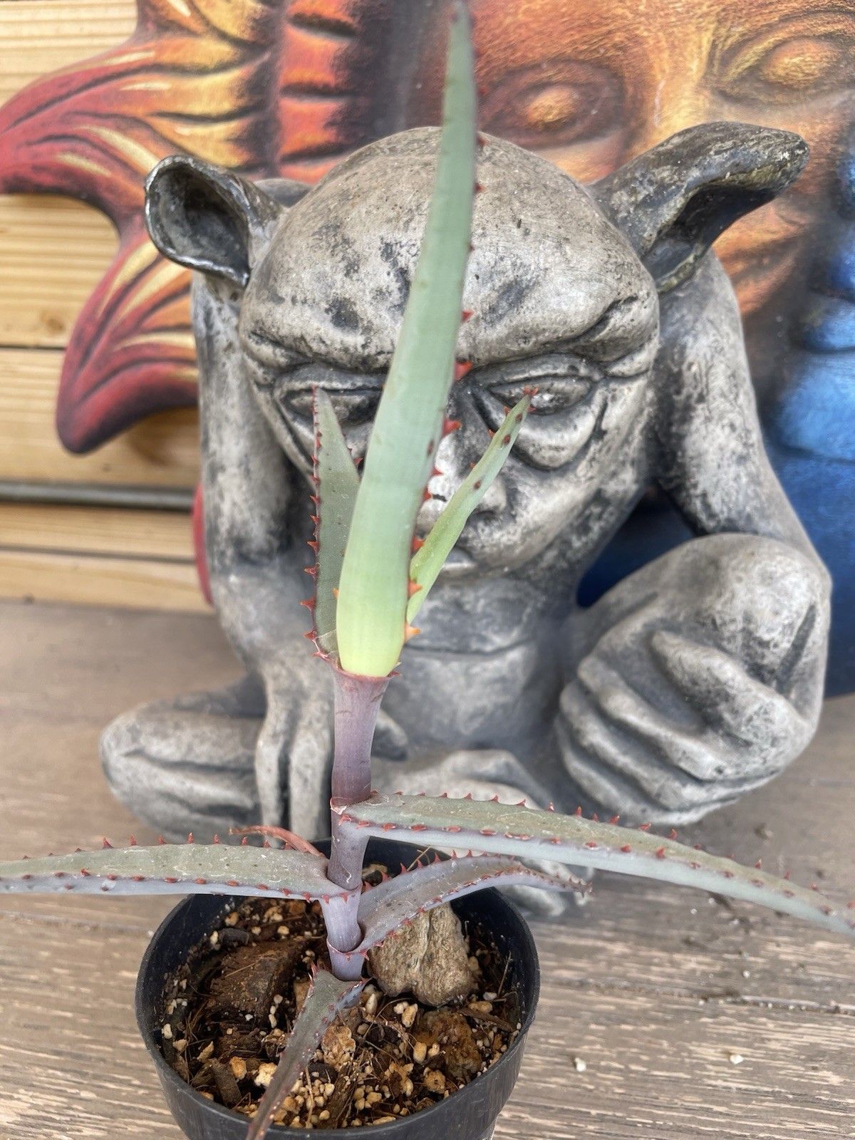 Aloe DIVARICATA — “Mr. Toothy” rare aloe seedling — SEED GROWN!!
