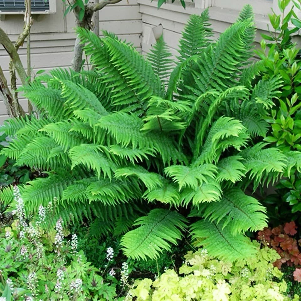 3 Ostrich Fern Root Fiddlehead Matteuccia Struthiopteris Bare Root