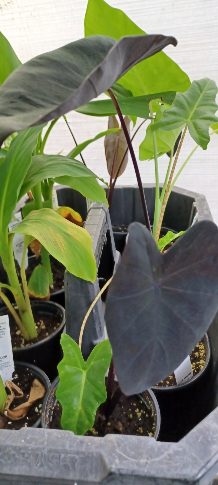 Midnight Elephant Ear – Colocasia esculenta Live Plant
