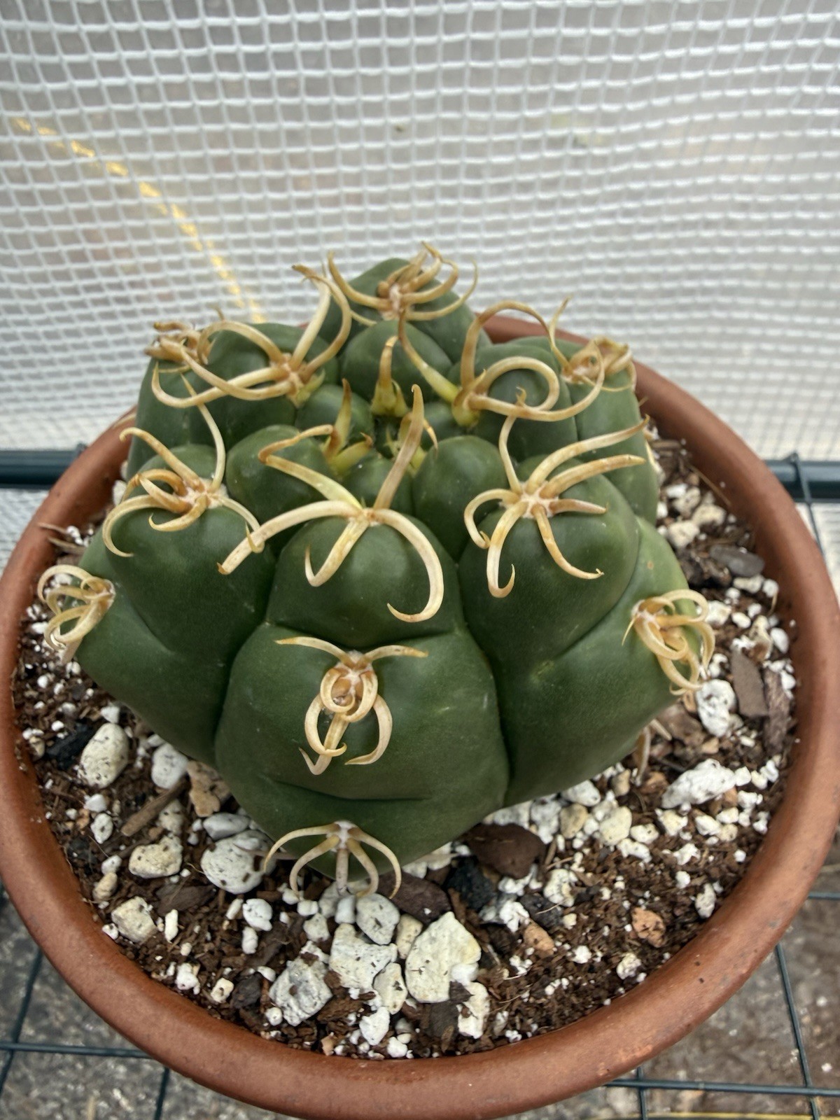 Gymnocalycium denudatum V. Braziliansis / Reaching 5 Inch Wide Now!