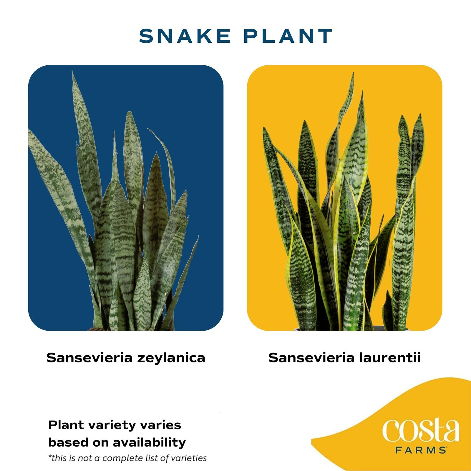 Snake Plants Live AirPurifying Indoor Houseplants in Plastic Pots, 2Pack