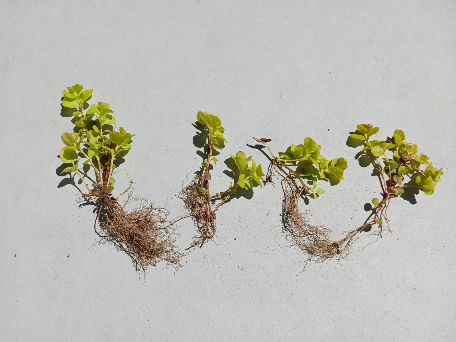 8 Live Plants – Creeping Jenny Groundcover – Perennial