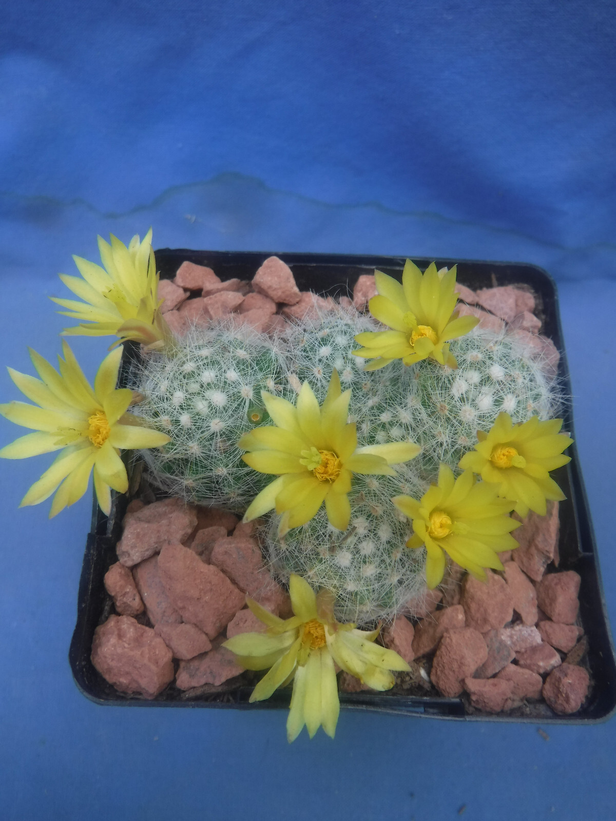 Mammillaria baumii Cactus 3 or 4 Plants LEMON SCENTED BLOOMS! FLOWERING SIZE!