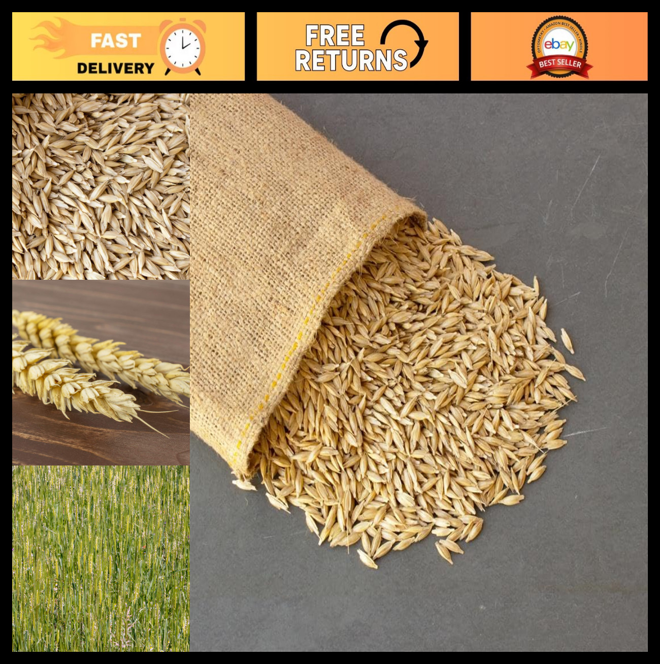 Organic Einkorn Grain Seeds – Heirloom Wheat for Planting, Sprouting, Malting –