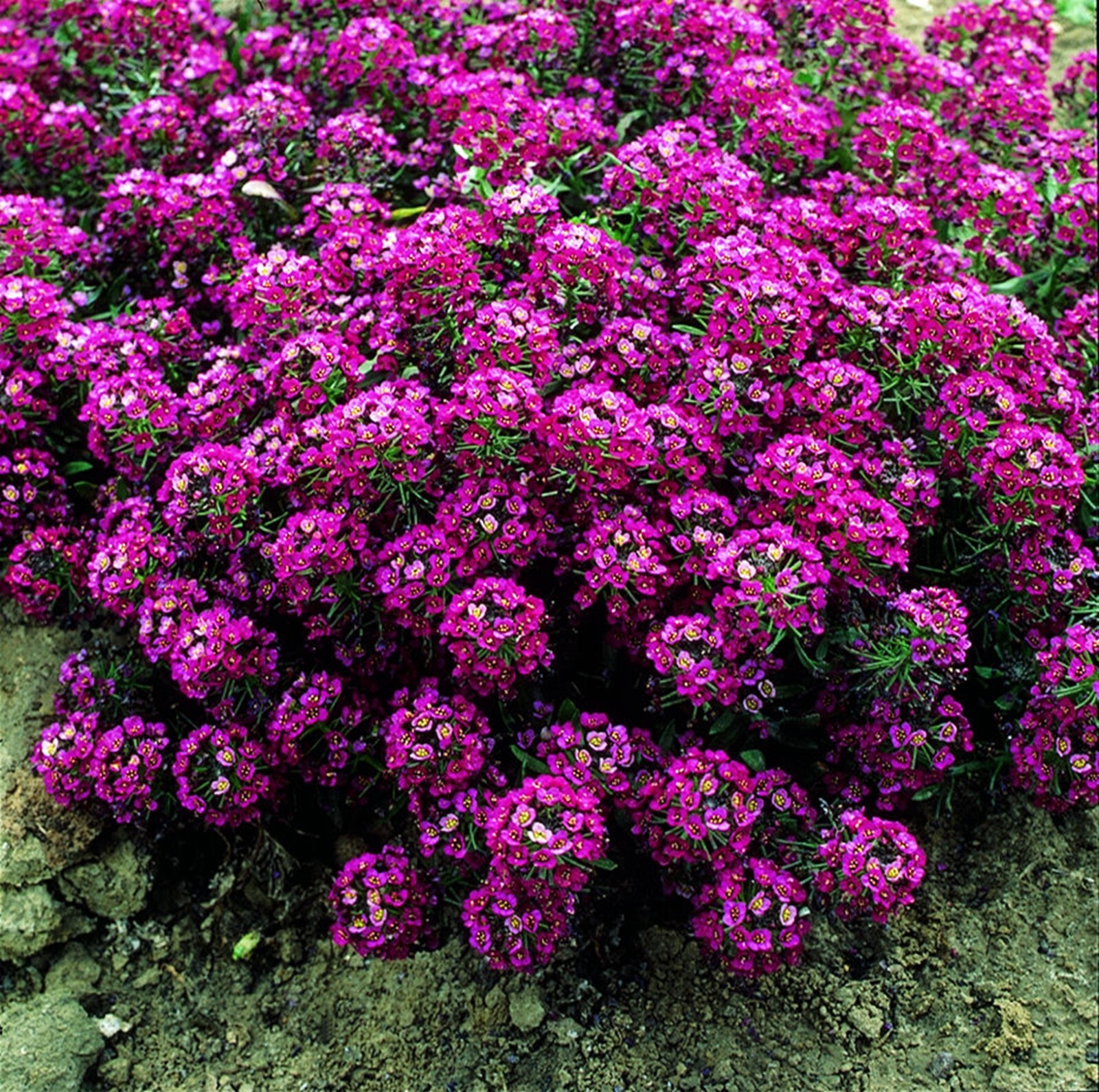 25 Bright Pink Alyssum Seed Groundcover Perennial Fragrant Seeds Carpet Flower