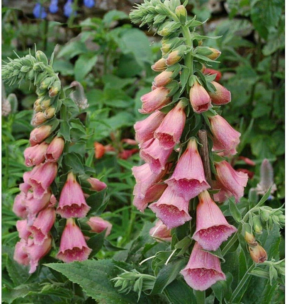 STRAWBERRY FOXGLOVE LIVE PLANT HARDY PERENNIAL FLOWERS SUN OR SHADE DIGITALIS