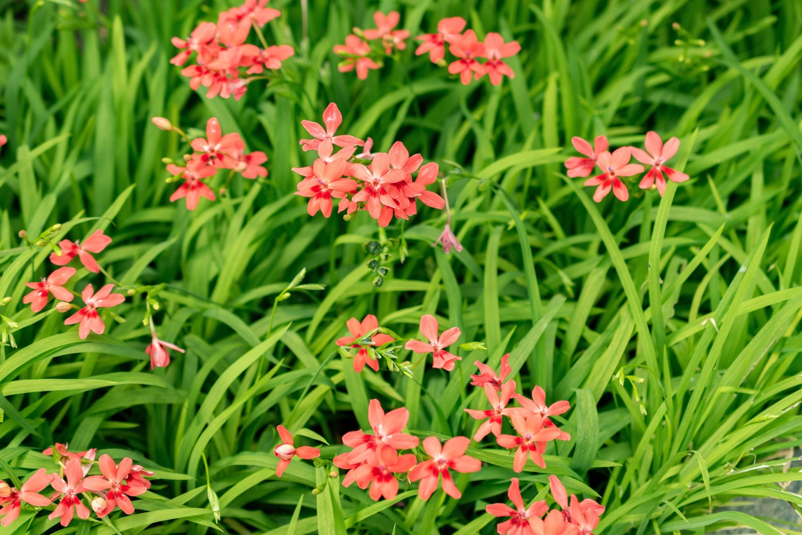 20 PAINTED PETALS FREESIA Mixed Colors Anomatheca Laxa Red Blue + Flower Seeds