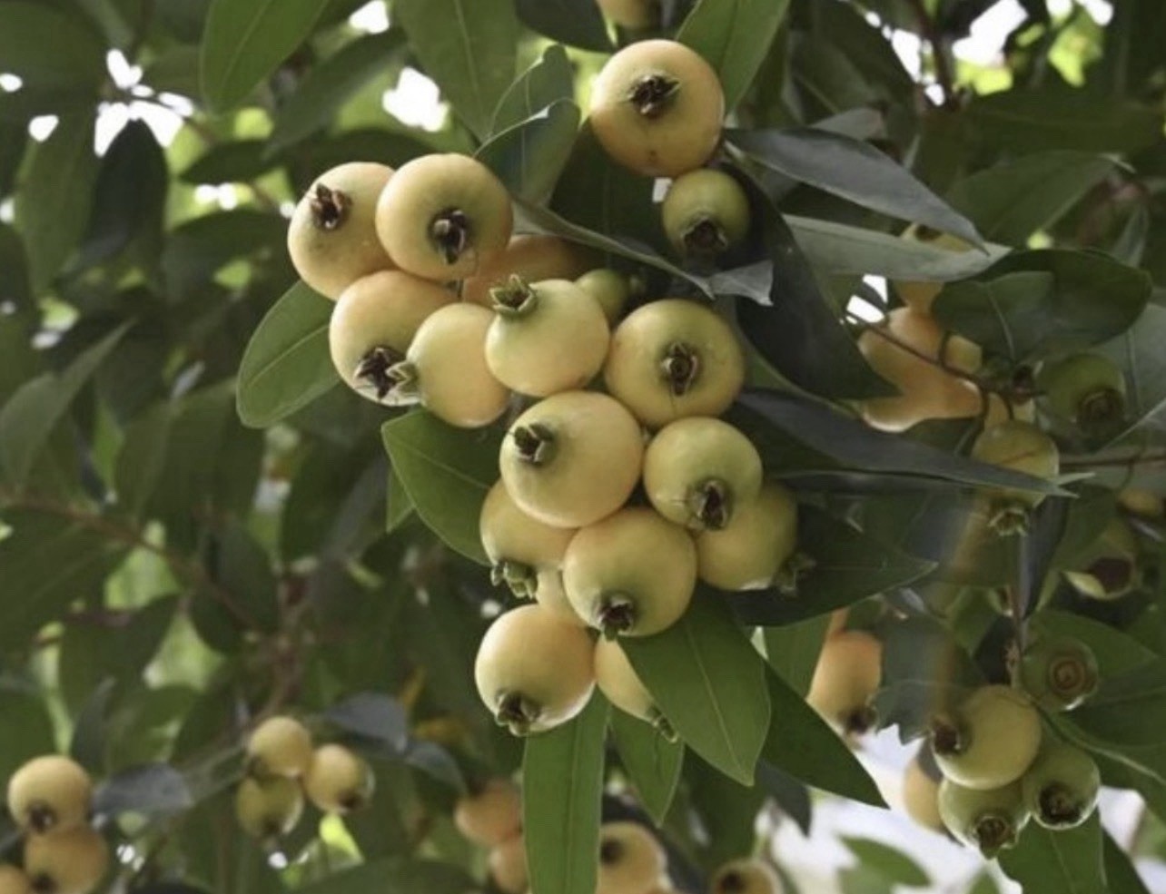 Rose Apple Syzygium Jambos Tropical Fruit Live Plant Ready To Plant
