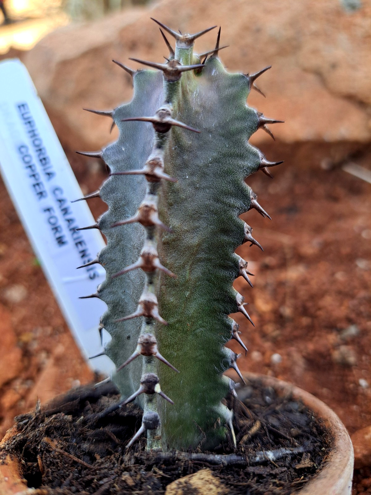 EUPHORBIA CANARIENSIS COPPER FORM *** GORGEOUS ! ! ***