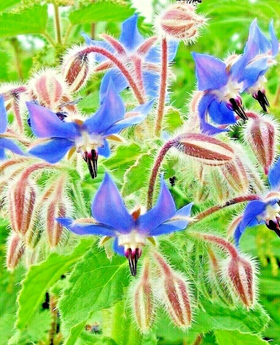 200+ BORAGE SEEDS AUTUMN HERB GARDEN PEST REPELLENT BLUE STAR FLOWER NON-GMO USA