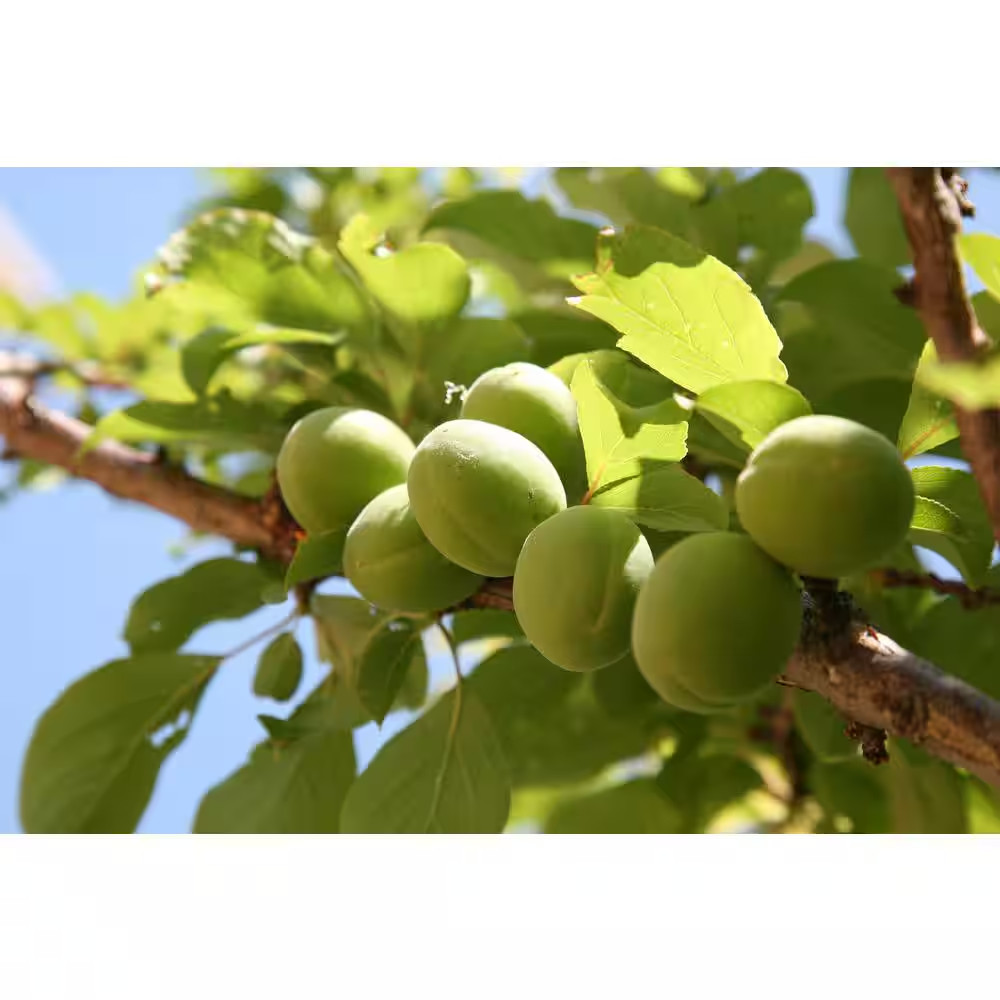 Dwarf Green Gage Plum Tree Bare Root – 3-4 Ft. Tall Rare Green Dessert Plum
