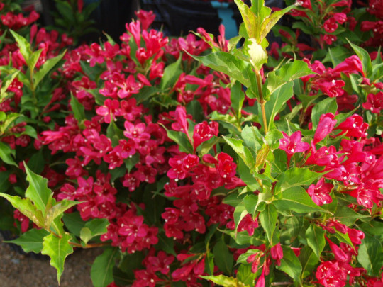 RUBY RED WEIGELA 4″ pot (Weigela rubrun)