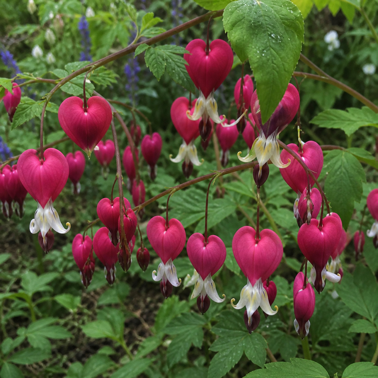 25 Bleeding Heart Dicentra Spectabilis Seeds Garden Flower “Bright Pink Purple”