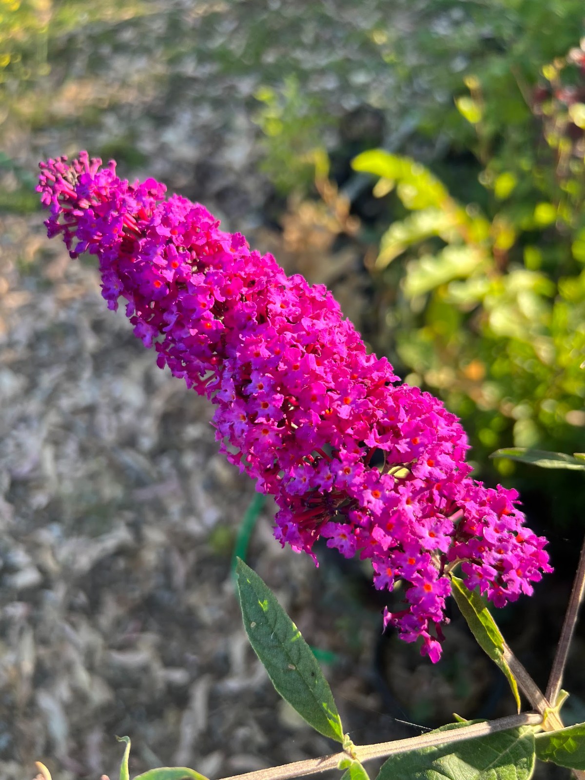 Butterfly bush cuttings X 10, roots easy – ‘violet’ color