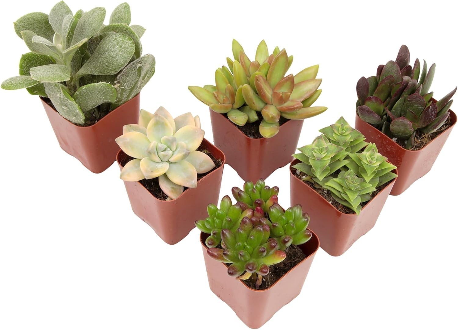 Set of 6 Potted Succulents Live House Plants Indoor Garden Decor