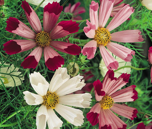 COSMOS SEA SHELLS Cosmos Bipinnatus – 2,750 Bulk Seeds