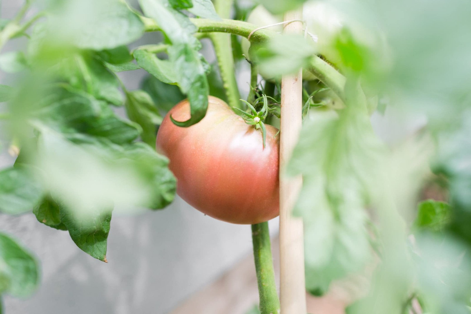 Sereniseed Certified Organic Tomato Seeds (10-Pack) – Non GMO, Black,Purple